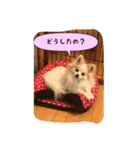 ポメラニアンのチャイ 3（個別スタンプ：15）