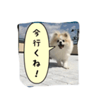 ポメラニアンのチャイ 3（個別スタンプ：16）