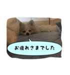 ポメラニアンのチャイ 3（個別スタンプ：21）