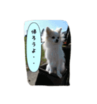 ポメラニアンのチャイ 3（個別スタンプ：22）