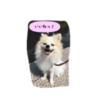ポメラニアンのチャイ 3（個別スタンプ：25）