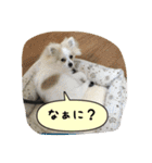 ポメラニアンのチャイ 3（個別スタンプ：31）