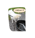 ポメラニアンのチャイ 3（個別スタンプ：33）