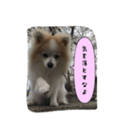 ポメラニアンのチャイ 3（個別スタンプ：34）