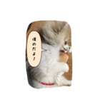 ポメラニアンのチャイ 3（個別スタンプ：38）
