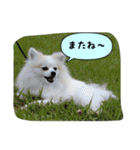 ポメラニアンのチャイ 3（個別スタンプ：40）