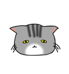 アメショと思ってたらサバトラだった猫（個別スタンプ：36）