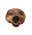 私の犬のかお（個別スタンプ：1）