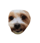 私の犬のかお（個別スタンプ：2）