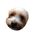 私の犬のかお（個別スタンプ：3）