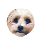 私の犬のかお（個別スタンプ：4）