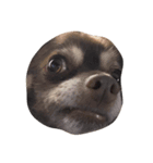 私の犬のかお（個別スタンプ：7）