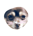 私の犬のかお（個別スタンプ：8）