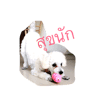 Dog wanna Say no.1（個別スタンプ：1）