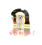 Dog wanna Say no.1（個別スタンプ：5）