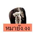 Dog wanna Say no.1（個別スタンプ：8）