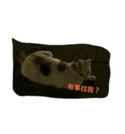 Cat points（個別スタンプ：1）