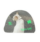 Cat points（個別スタンプ：3）