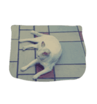 Cat points（個別スタンプ：5）