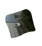 Cat points（個別スタンプ：6）