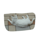 Cat points（個別スタンプ：7）