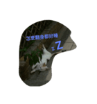 Cat points（個別スタンプ：8）