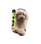 mizusawasutanpu（個別スタンプ：13）