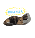 何処にでも居るノラ猫の生活（個別スタンプ：1）