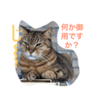 何処にでも居るノラ猫の生活（個別スタンプ：4）