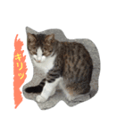 何処にでも居るノラ猫の生活（個別スタンプ：6）