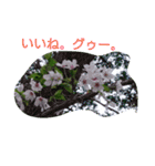綺麗な花（個別スタンプ：7）