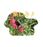 綺麗な花（個別スタンプ：12）