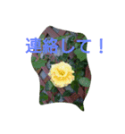 綺麗な花（個別スタンプ：15）
