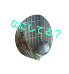素敵な鳥たち（個別スタンプ：3）
