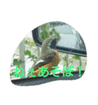 素敵な鳥たち（個別スタンプ：4）
