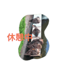 素敵な鳥たち（個別スタンプ：6）