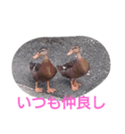 素敵な鳥たち（個別スタンプ：8）
