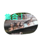 素敵な鳥たち（個別スタンプ：9）