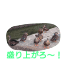 素敵な鳥たち（個別スタンプ：10）