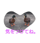 素敵な鳥たち（個別スタンプ：11）