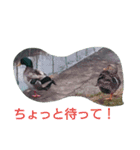 素敵な鳥たち（個別スタンプ：12）