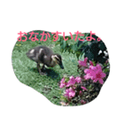 素敵な鳥たち（個別スタンプ：13）