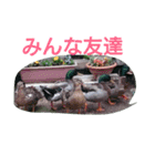 素敵な鳥たち（個別スタンプ：14）