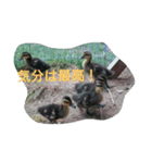 素敵な鳥たち（個別スタンプ：15）