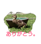 素敵な鳥たち（個別スタンプ：16）