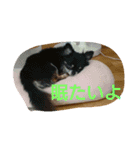 癒しの友（個別スタンプ：2）