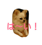 癒しの友（個別スタンプ：5）