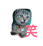 癒しの友（個別スタンプ：13）