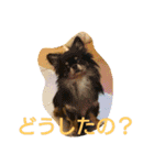 癒しの友（個別スタンプ：14）