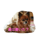 癒してくれる仲間たち（個別スタンプ：5）